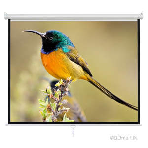 Manual Projector Screen 5×5 Feet (60″ x 60″)