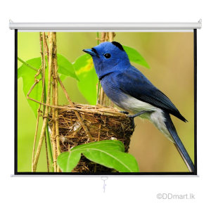 Manual Projector Screen 7×7 Feet (84″ x 84″)
